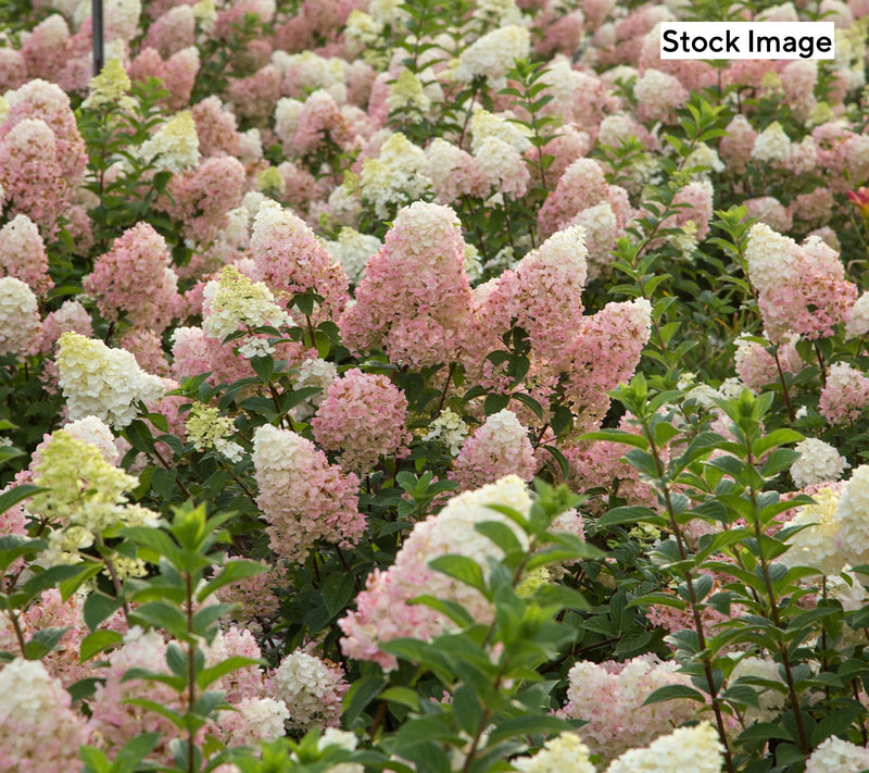Cottage Farms 1-Piece Color Changing Hydrangea Live Plant — View 3