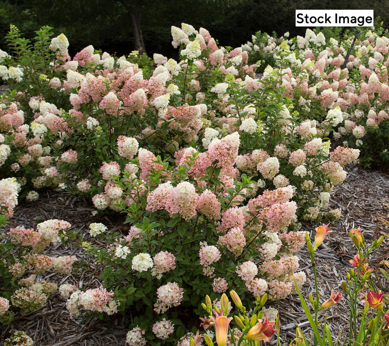 Cottage Farms 1-Piece Color Changing Hydrangea Live Plant — View 6