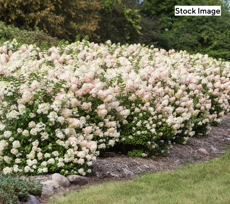 Cottage Farms 1-Piece Color Changing Hydrangea Live Plant — Main view