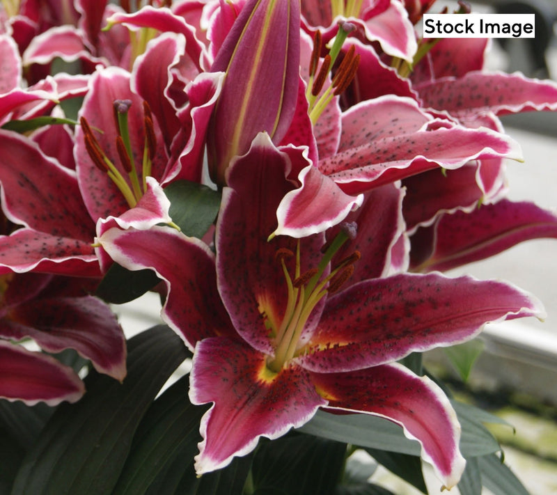 Cottage Farms 10pc Special Reserve Fragrant Lilies Bulbs — View 3