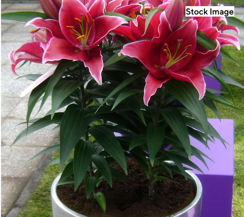 Cottage Farms 10pc Special Reserve Fragrant Lilies Bulbs — View 5