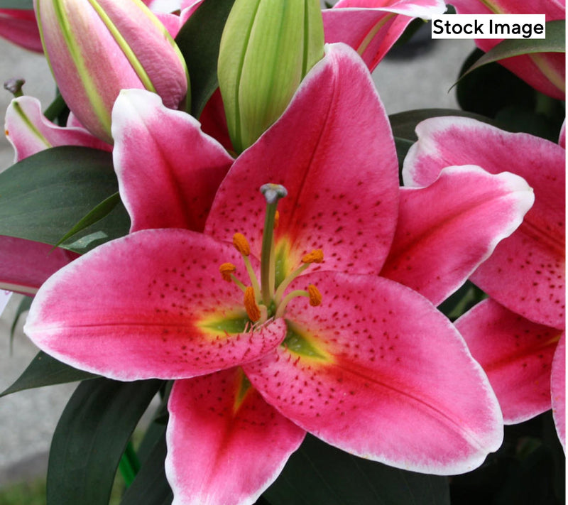 Cottage Farms 10pc Special Reserve Fragrant Lilies Bulbs — Main view