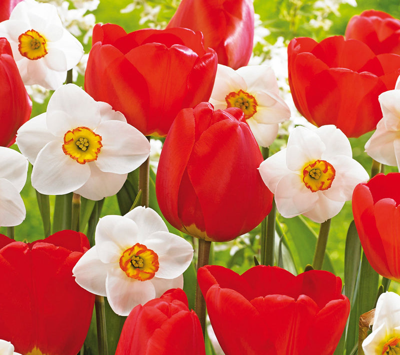 Ships 10/5/26 de Jager 20-Piece Tulip and Daffodil Bulbs — View 5