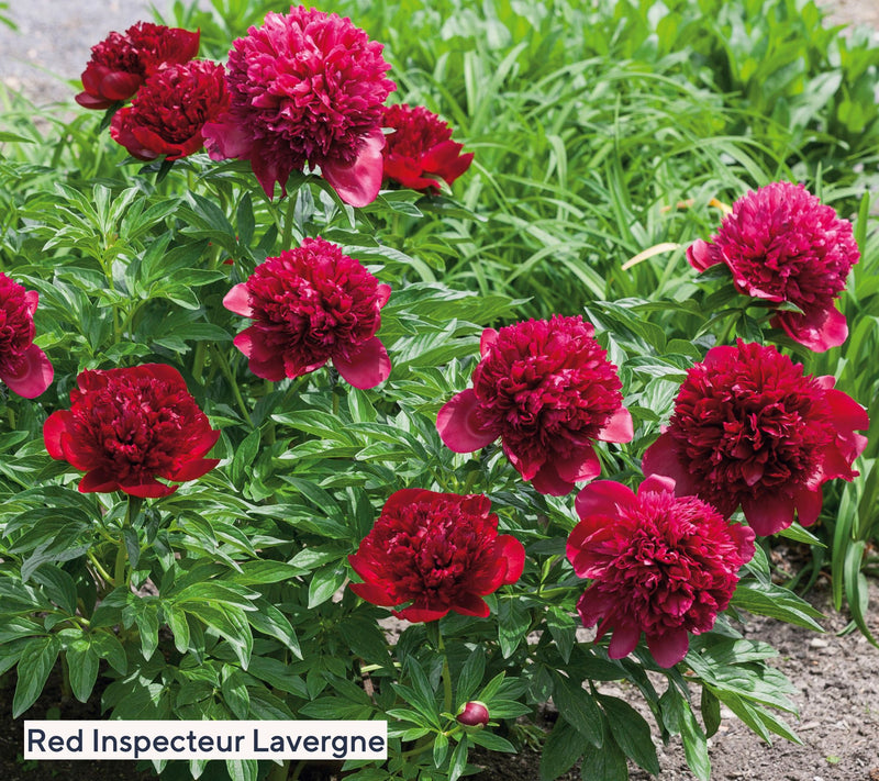 Roberta's 2-Piece Fragrant and Colorful Peony Bareroots — View 7