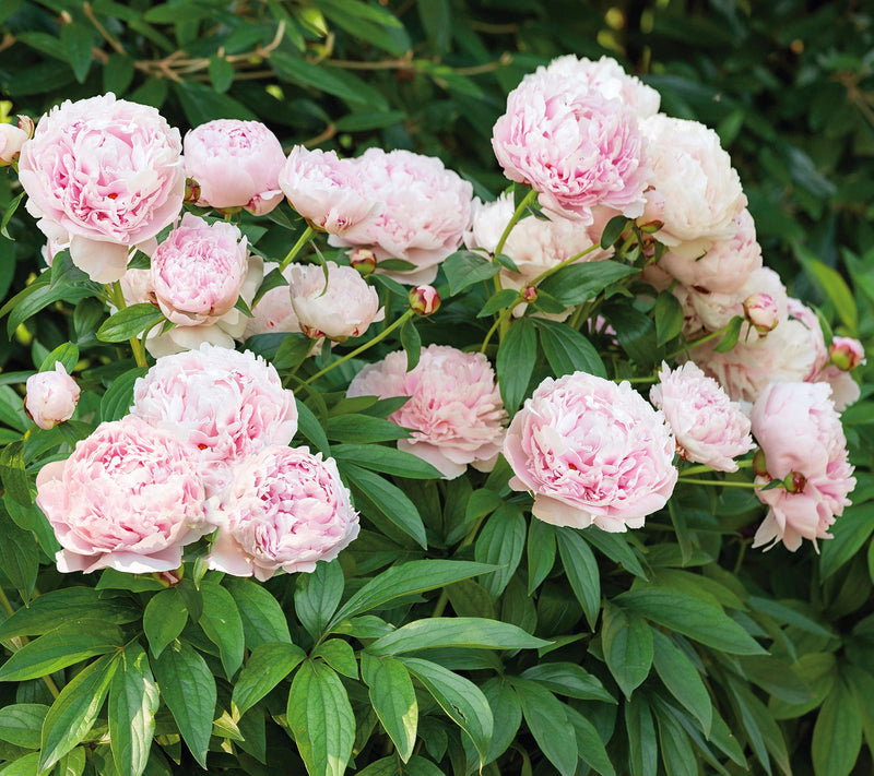 Roberta's 2-Piece Fragrant and Colorful Peony Bareroots — View 3