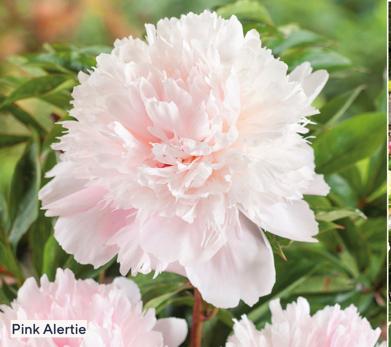 Roberta's 2-Piece Fragrant and Colorful Peony Bareroots — View 8