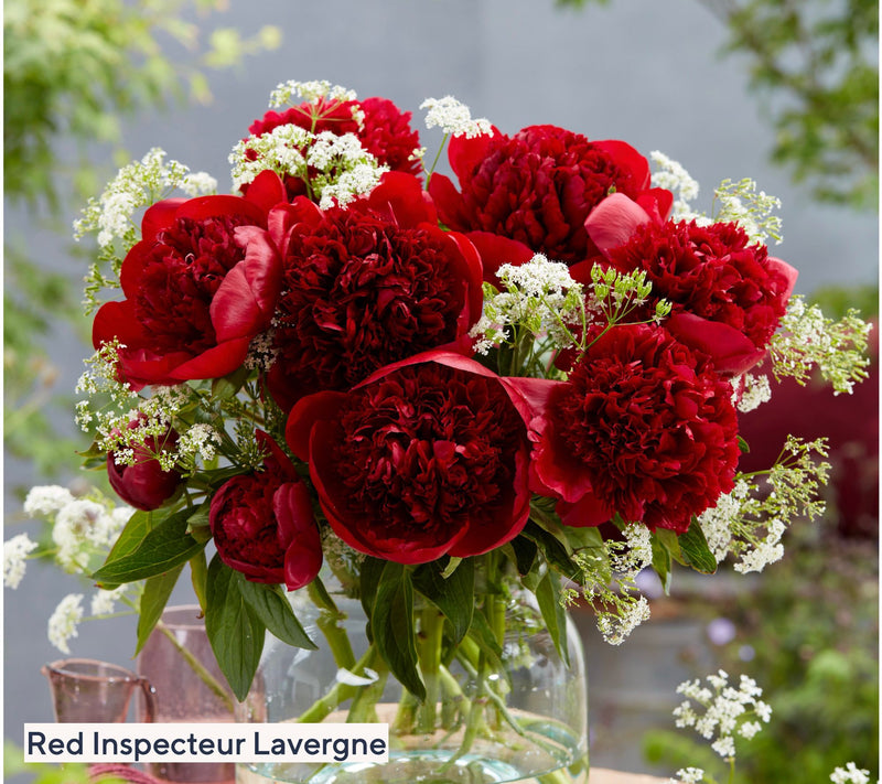 Roberta's 2-Piece Fragrant and Colorful Peony Bareroots — View 6
