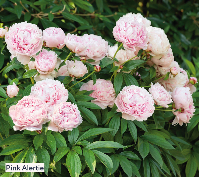 Roberta's 2-Piece Fragrant and Colorful Peony Bareroots — View 9