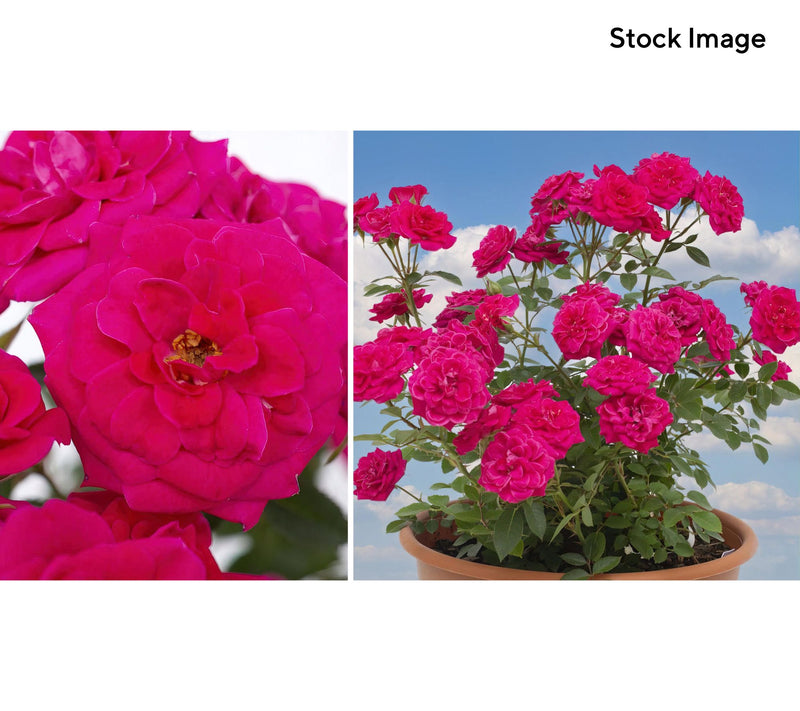 Cottage Farms 3-Piece Dragon Fruit Mini Rose Plant with Fertilizer — View 2