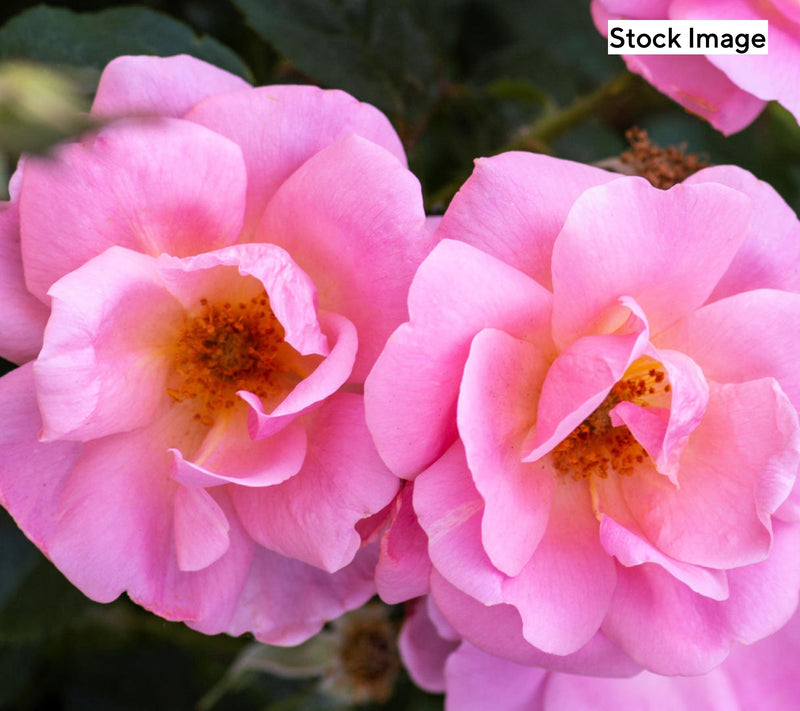Cottage Farms 1-Piece Peachy Knock Out Rose Plant with Fertilizer — View 3