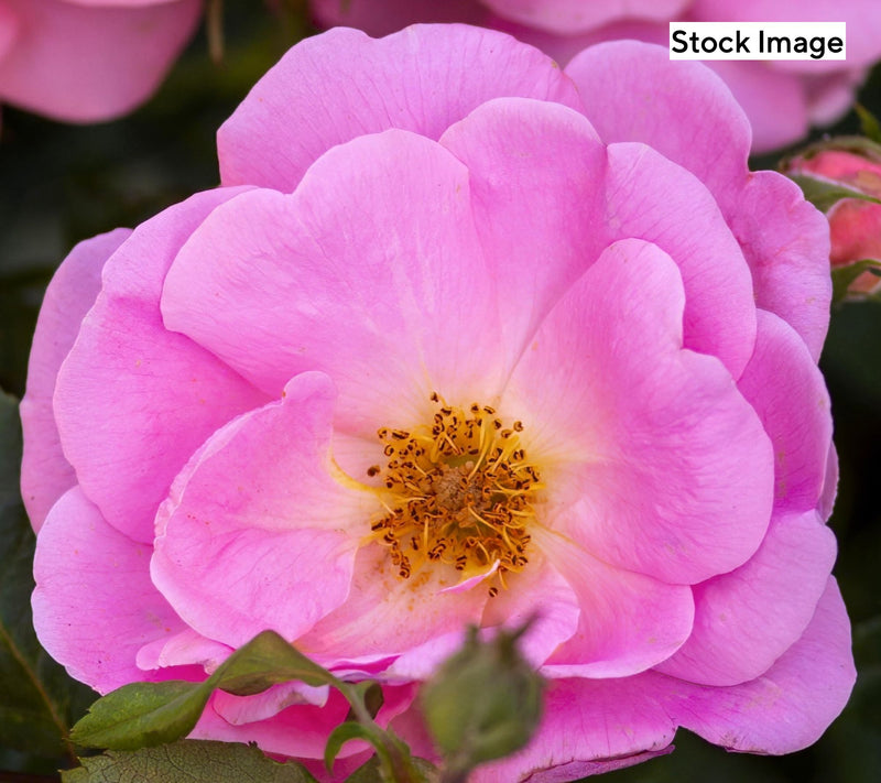 Cottage Farms 1-Piece Peachy Knock Out Rose Plant with Fertilizer — View 4