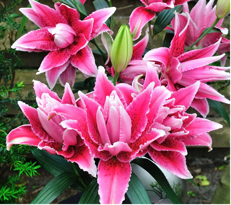 Roberta's 5-Piece Roselily Live Bulbs — View 7