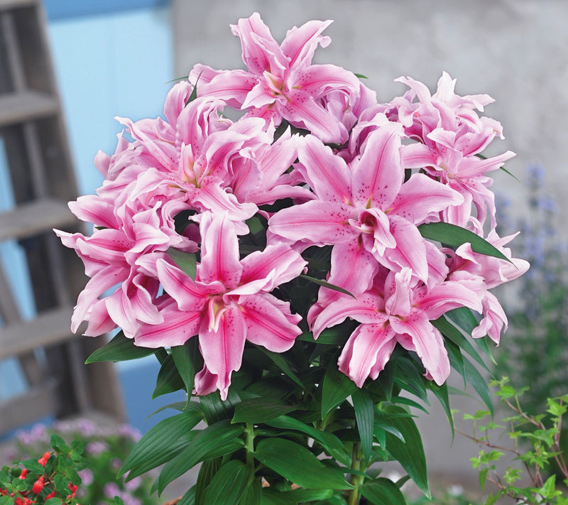 Roberta's 5-Piece Roselily Live Bulbs — View 5