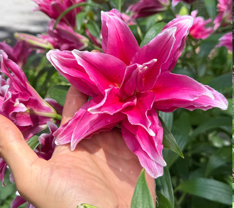 Roberta's 5-Piece Roselily Live Bulbs — View 3