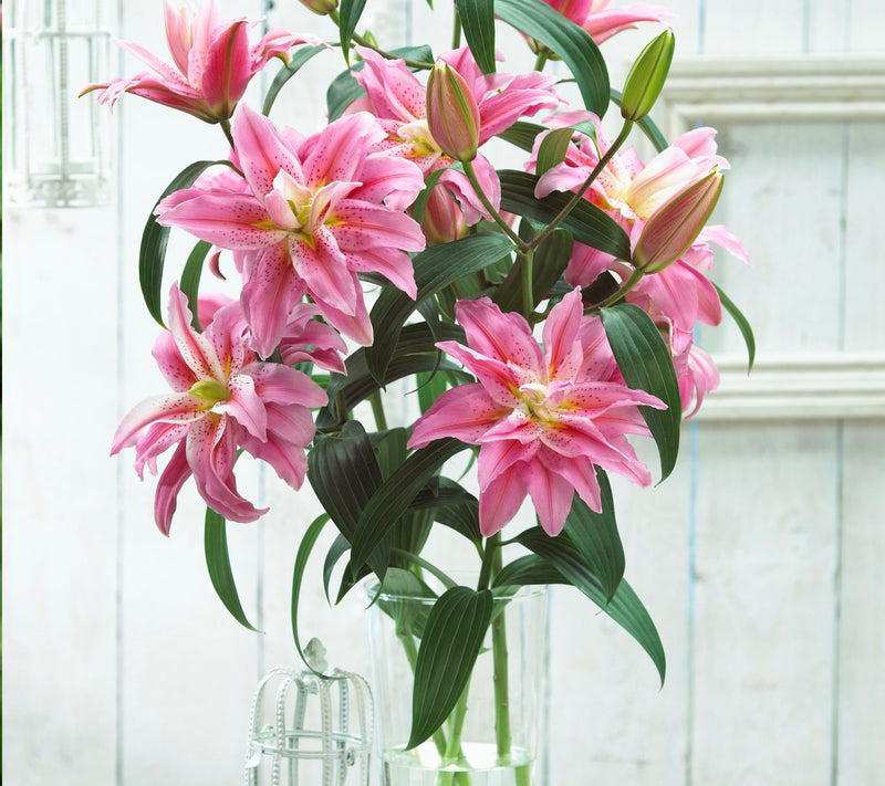 Roberta's 5-Piece Roselily Live Bulbs — View 6