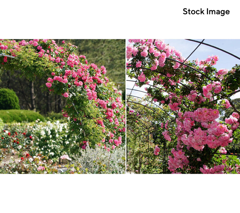 Cottage Farms 1-Piece Peggy Martin Climbing Rose Live Plant — View 2