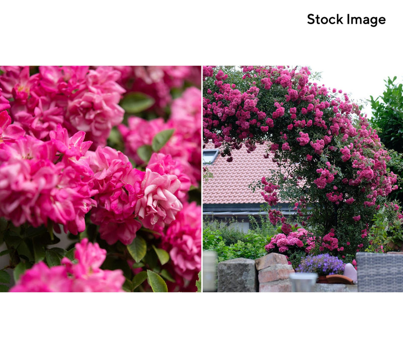 Cottage Farms 1-Piece Peggy Martin Climbing Rose Live Plant — View 3