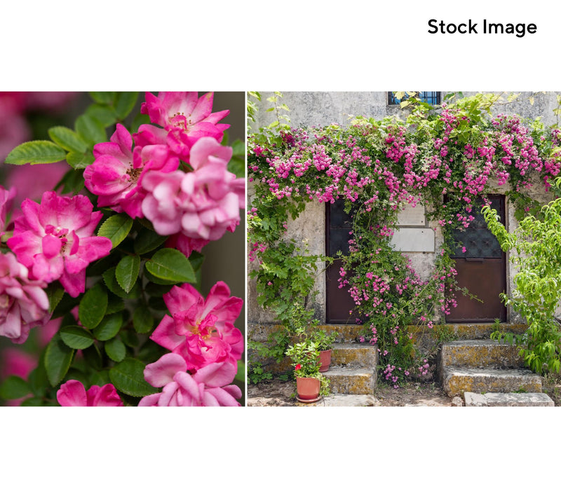 Cottage Farms 1-Piece Peggy Martin Climbing Rose Live Plant — Main view