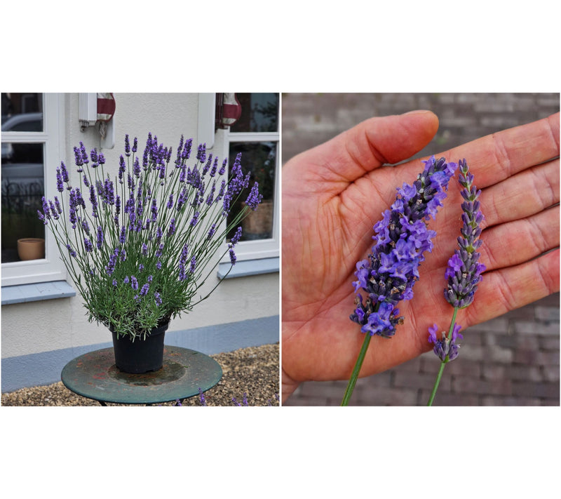 Roberta's 2-Piece Sensational Lavender Live Plants — View 2