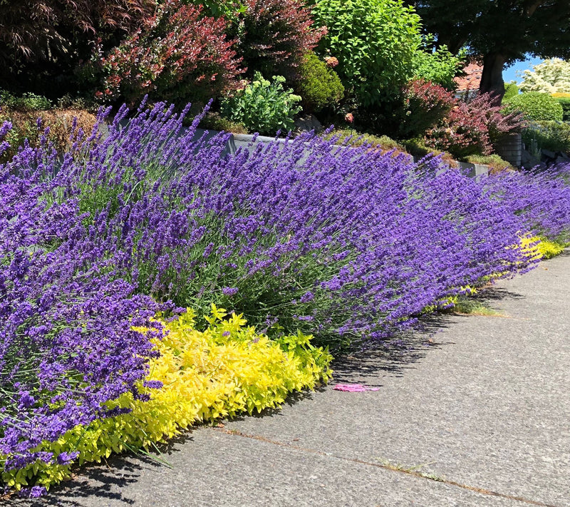Roberta's 2-Piece Sensational Lavender Live Plants — Main view