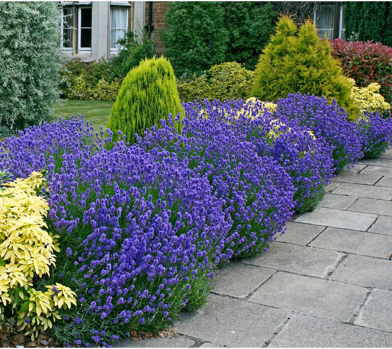 Roberta's 2-Piece Sensational Lavender Live Plants — View 3