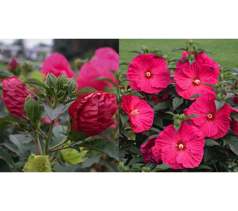 Roberta's 1-Piece Hardy Hibiscus Bareroot Plant — View 3