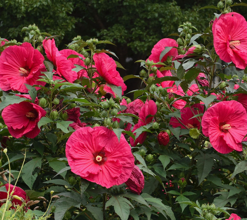 Roberta's 1-Piece Hardy Hibiscus Bareroot Plant — View 2