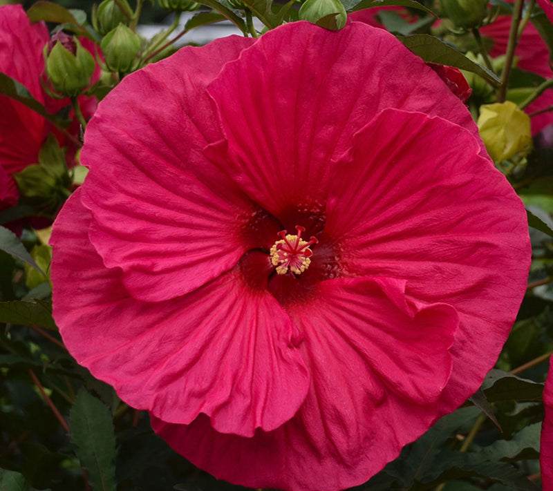 Roberta's 1-Piece Hardy Hibiscus Bareroot Plant — Main view