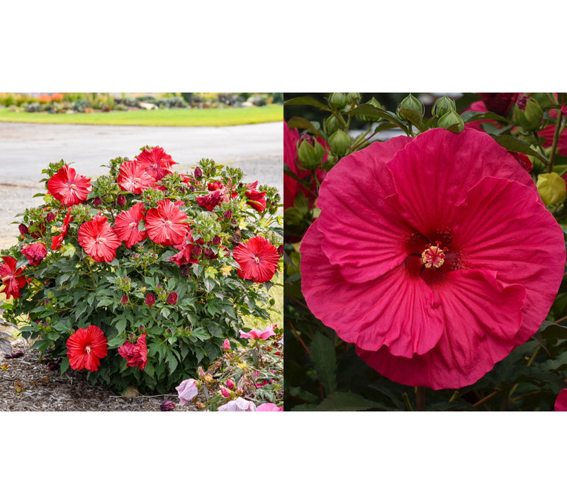 Roberta's 1-Piece Hardy Hibiscus Bareroot Plant — View 5