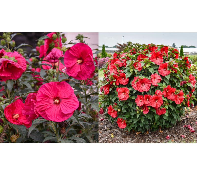 Roberta's 1-Piece Hardy Hibiscus Bareroot Plant — View 4