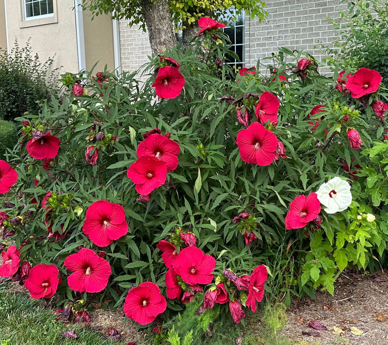 Roberta's 1-Piece Hardy Hibiscus Bareroot Plant — View 6