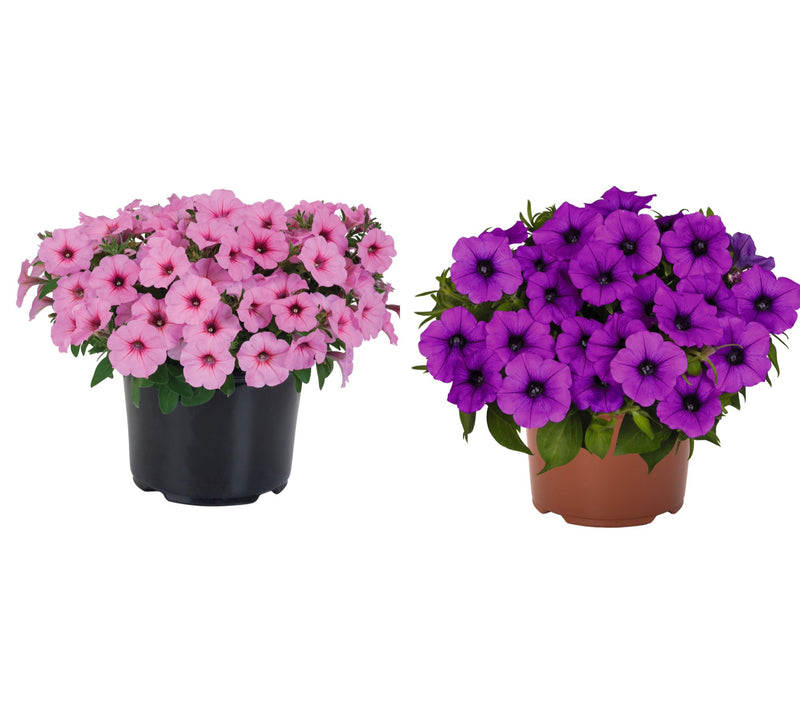 Roberta's `6-Piece Durabloom Series Petunia Live Plants — View 4