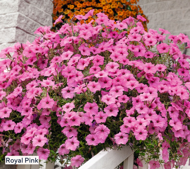 Roberta's `6-Piece Durabloom Series Petunia Live Plants — Main view