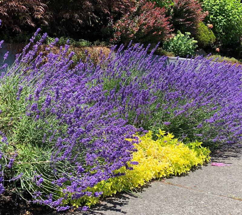 Roberta's 4-Piece Sensational Lavender Live Plants — Main view