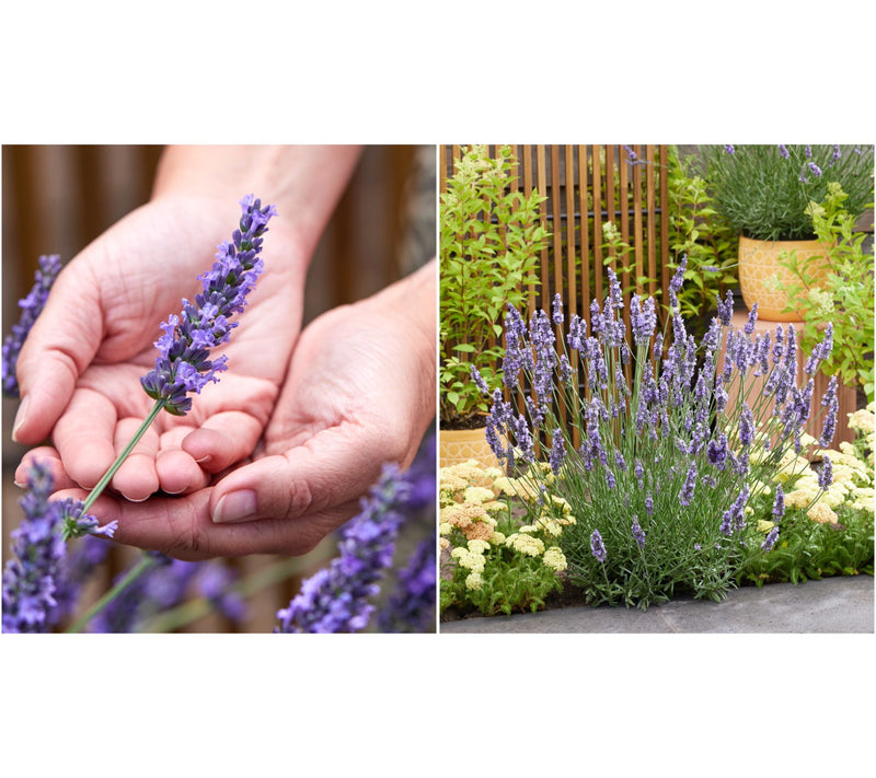 Roberta's 4-Piece Sensational Lavender Live Plants — View 5