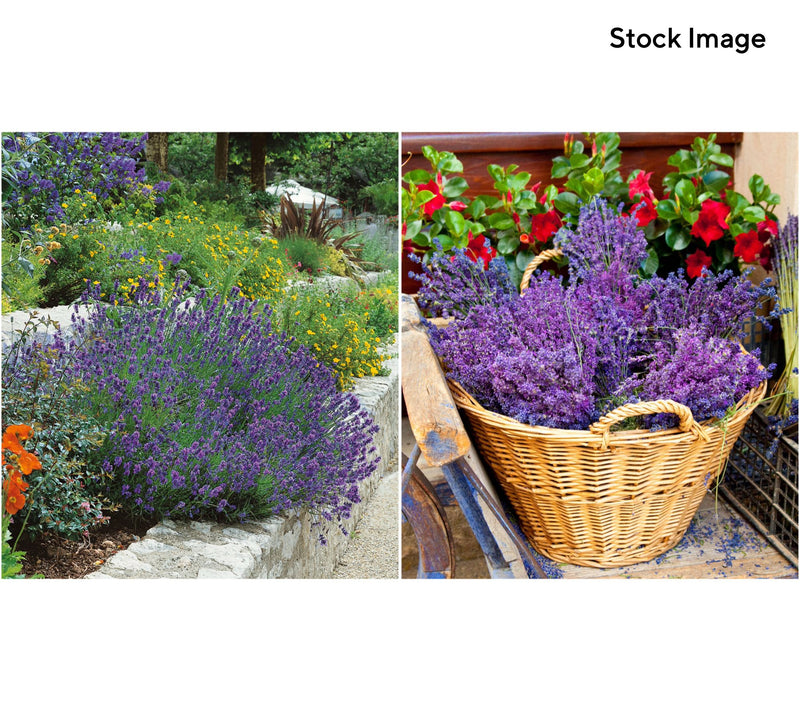 Roberta's 4-Piece Sensational Lavender Live Plants — View 4