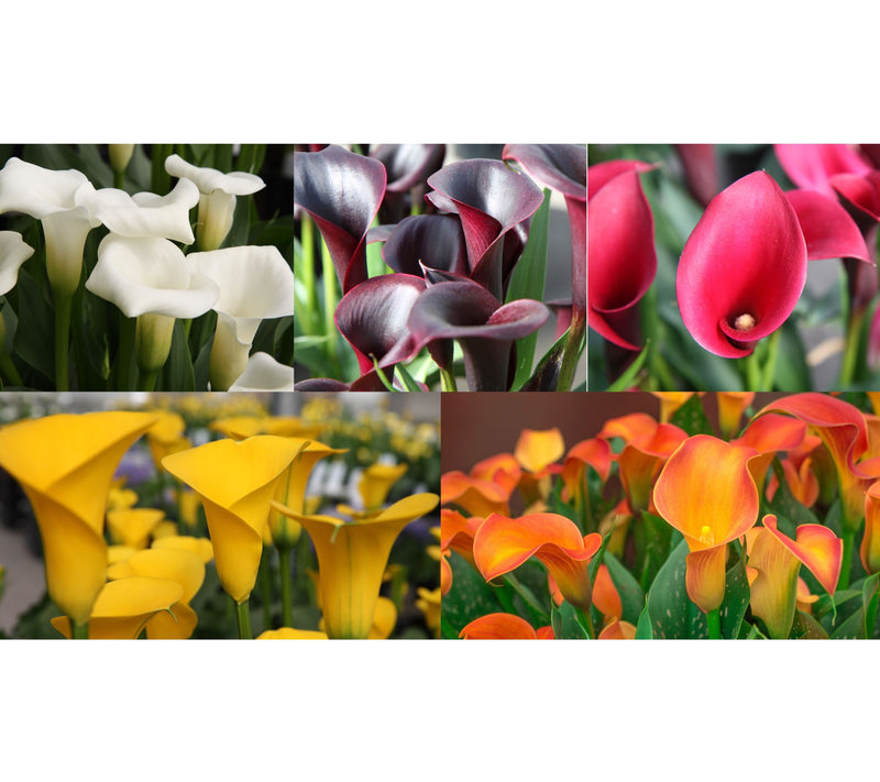 Roberta's 5pc Colorful Calla Lily Collection with Fertilizer — Main view