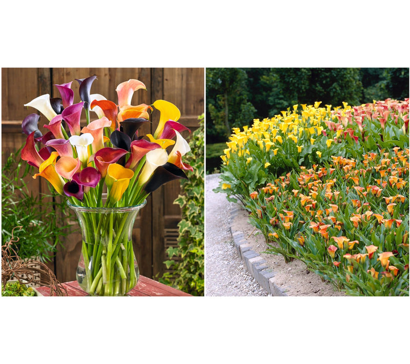 Roberta's 5pc Colorful Calla Lily Collection with Fertilizer — View 5