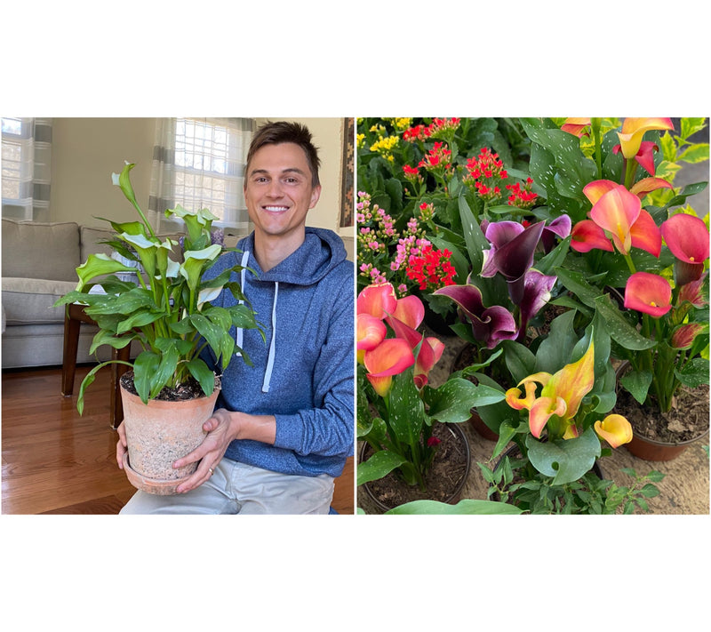 Roberta's 5pc Colorful Calla Lily Collection with Fertilizer — View 7