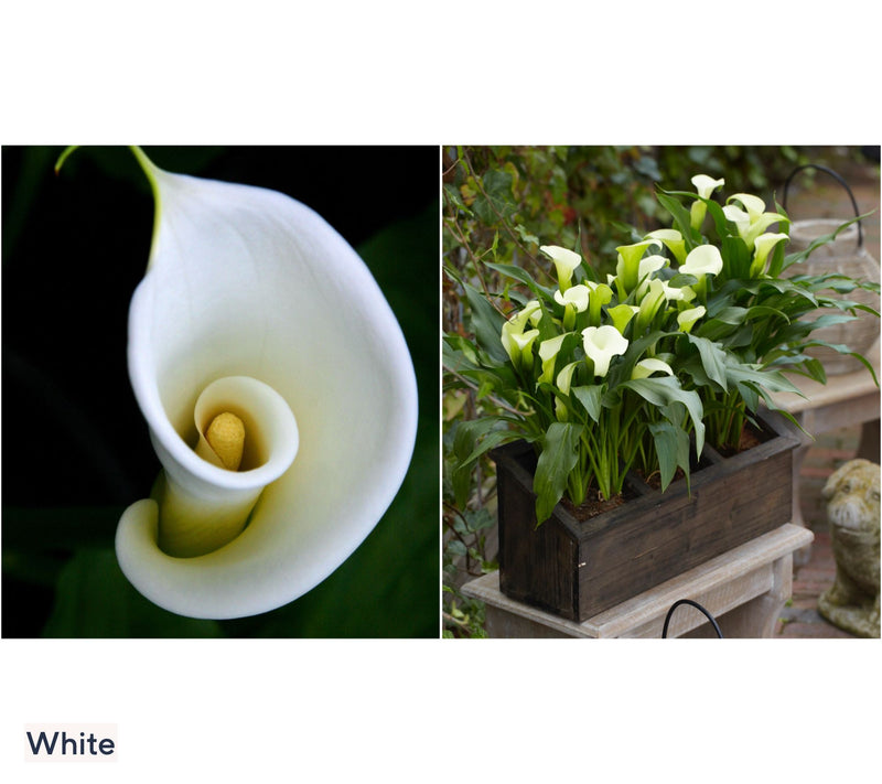 Roberta's 5pc Colorful Calla Lily Collection with Fertilizer — View 6