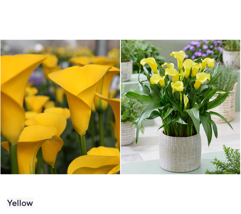 Roberta's 5pc Colorful Calla Lily Collection with Fertilizer — View 4