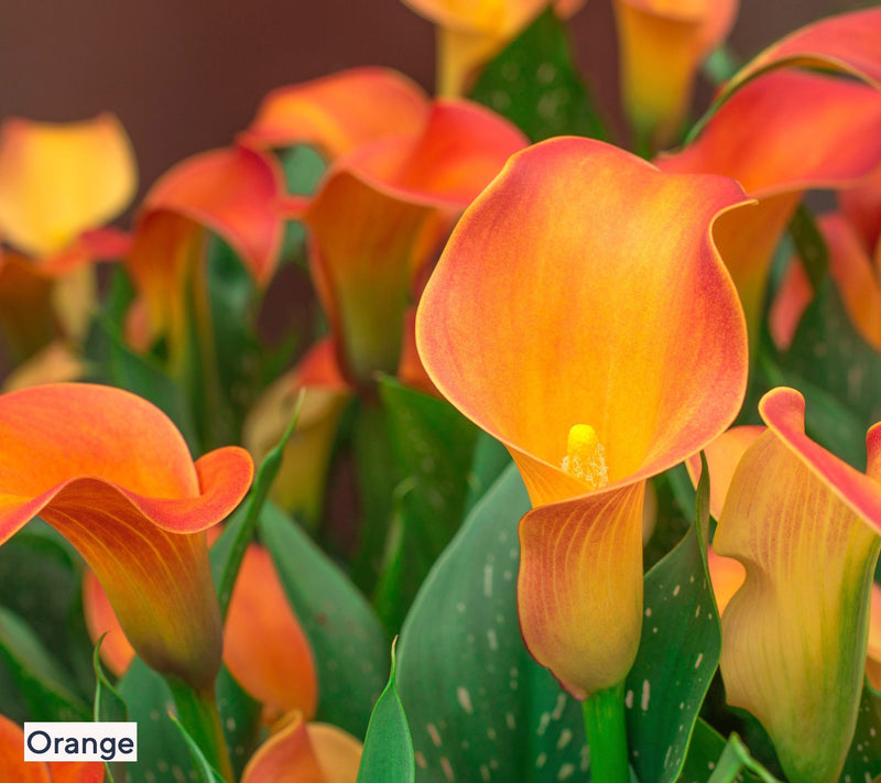 Roberta's 5pc Colorful Calla Lily Collection with Fertilizer — View 3
