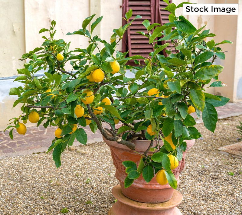 Roberta's 1pc Quick Fruiting Meyer Lemon Live Patio Tree — View 3