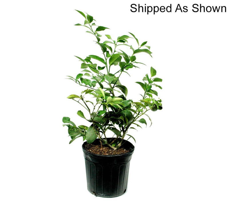 Roberta's 1pc Quick Fruiting Meyer Lemon Live Patio Tree — View 8