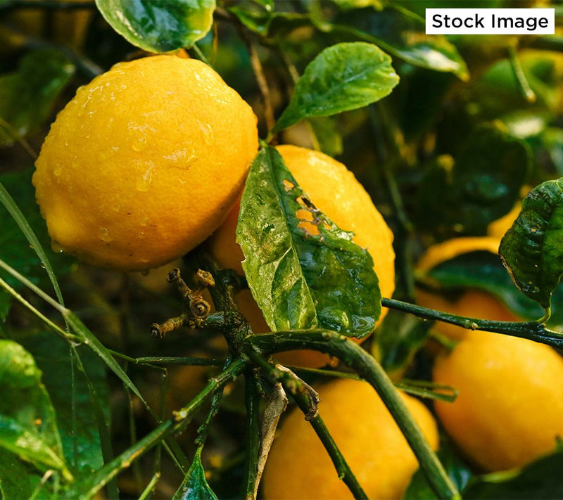 Roberta's 1pc Quick Fruiting Meyer Lemon Live Patio Tree — Main view