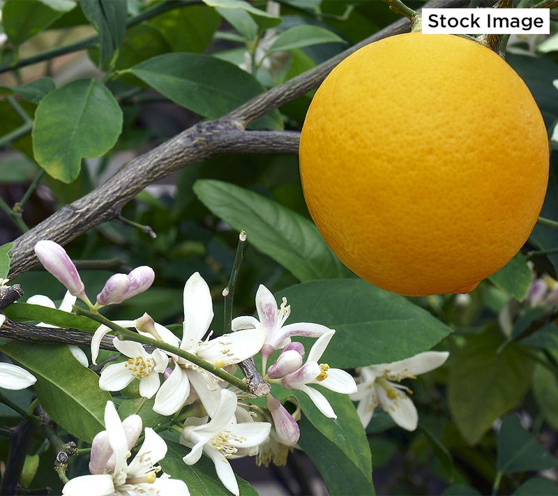 Roberta's 1pc Quick Fruiting Meyer Lemon Live Patio Tree — View 6
