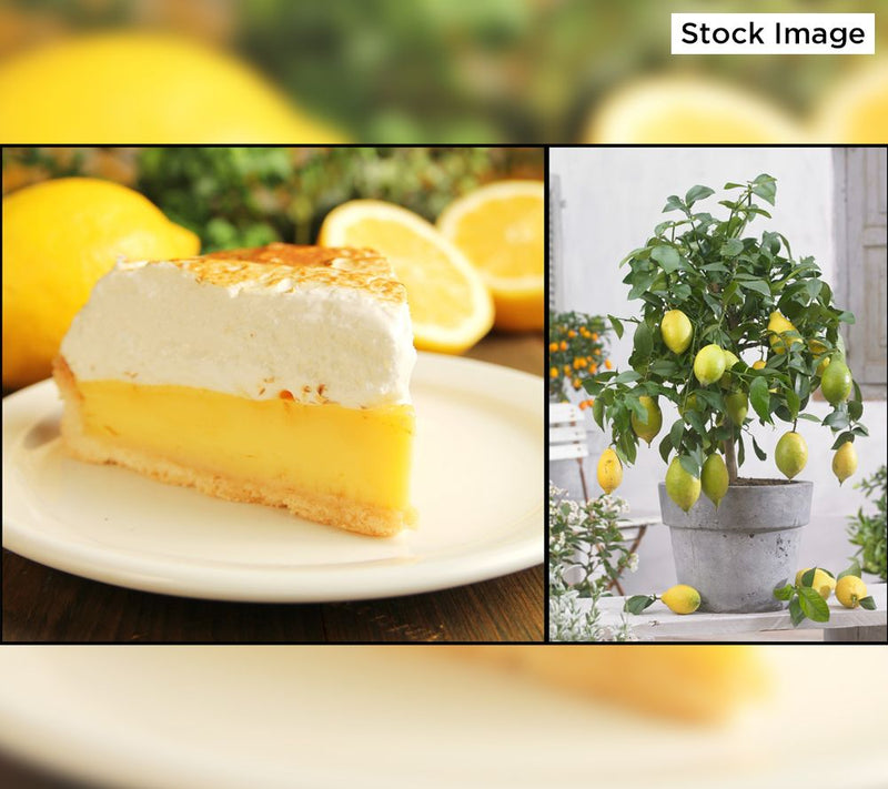 Roberta's 1pc Quick Fruiting Meyer Lemon Live Patio Tree — View 7