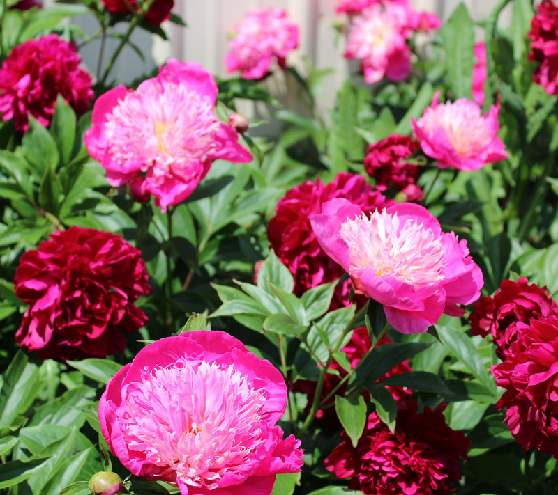 Roberta's Bounty All-Purpose Plant Food — View 2