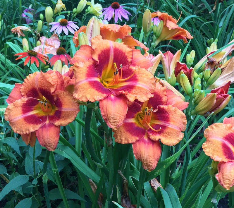 Roberta's Bounty All-Purpose Plant Food — View 5