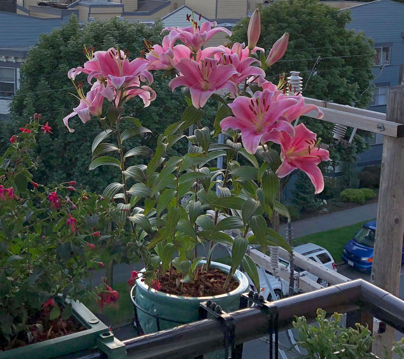 Roberta's Bounty All-Purpose Plant Food — View 3